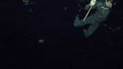 night no GIF by Shark Week