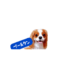 Cavalierkingcharlesspaniel Sticker