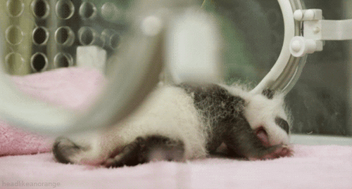 giant panda bear GIF by Head Like an Orange
