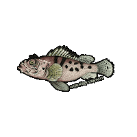 Marine Biology Illustration Sticker by The Wild Curiosity