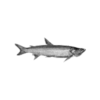 Marine Biology Swimming Sticker by The Wild Curiosity