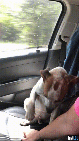 feel good dog GIF by Unreel Entertainment