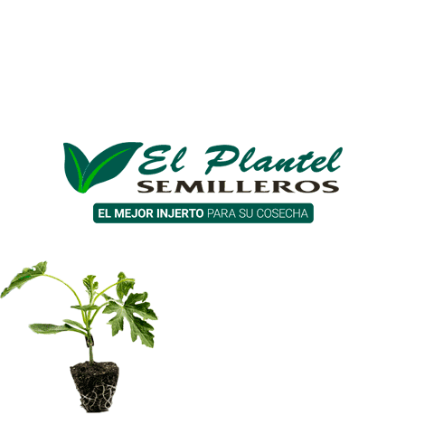 el_plantel_semilleros giphyupload plant tomato planta Sticker
