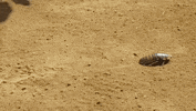 Africa Chase GIF by comparethemarket