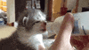 ears eating GIF