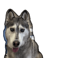 coreposture therapy dog addie the husky emotional support husky coreposture dog Sticker
