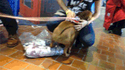 dog GIF by Westminster Kennel Club