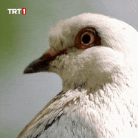 Look Omg GIF by TRT