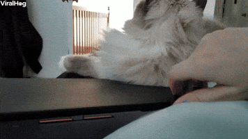 Cuddly Kitty Prefers Pets over Owner's Laptop