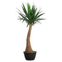 PLNTS_com plant plants interior plnts Sticker