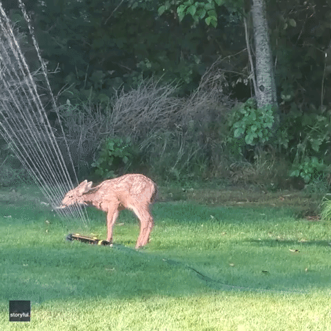 Fawn Uses Sprinkler to Cool Off 