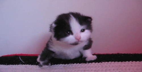 cat crying GIF