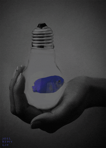 Fish Lightbulb GIF by joelremygif