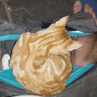 banana hammock GIF