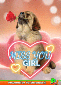 Miss You Funny Dog GIF by PetJuvenate - PJ