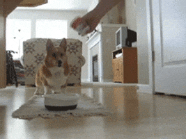 day meal GIF