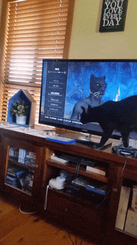 cat friends GIF