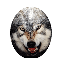 wolf GIF by imoji