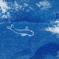 kiin animation nature water fish GIF