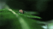 caterpillar GIF