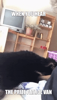 PCHOfficial happy dog wow excited GIF