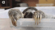 Staring Baby Animals GIF
