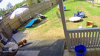 Duck, Duck, Dog! Mallard Chases Basset Hound Puppy Around Ohio Backyard