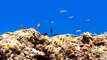 blue planet turtles GIF by BBC America