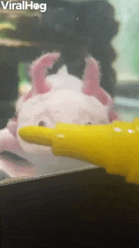 Fish GIF by ViralHog