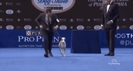 national dog show 2018 GIF by NBC