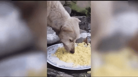 cuteanimalland giphyupload GIF