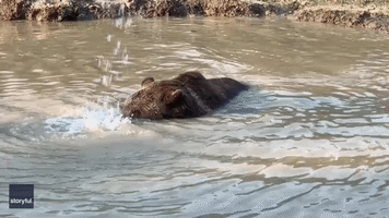Having a Ball: Bear Revels in Wildlife Center's New Pond