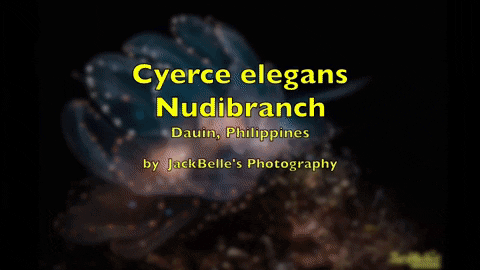 willy1 giphygifmaker nudibranch GIF