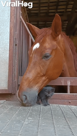 Gentle Horse Befriends Tiny Kitten