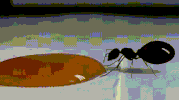 queen drinks GIF