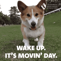 Corgi Moving GIF by CALIFORNIA ASSOCIATION OF REALTORS®