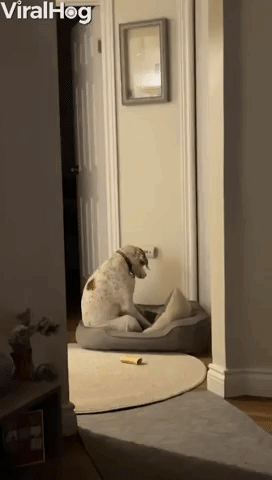 Dog Plays Some Piano On His Dog Bed