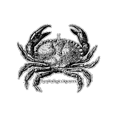 Sea Creature Dancing Sticker by The Wild Curiosity