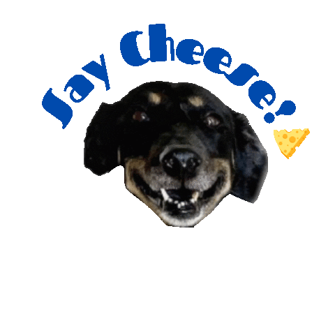 Say Cheese Sticker