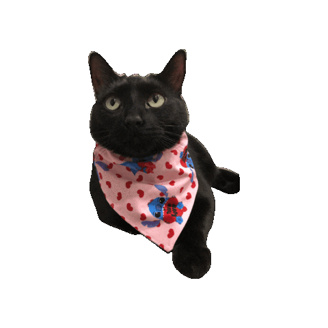 Black Cat House Panther Sticker by Geekster Pets