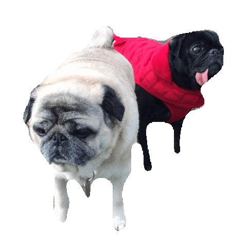 pugs STICKER by imoji