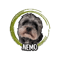 Maltipoo Sticker by Asilo per cani Dog'sMind