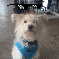 Deal With It GIF