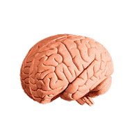Brain Headache Sticker by Toiletpapermagazine