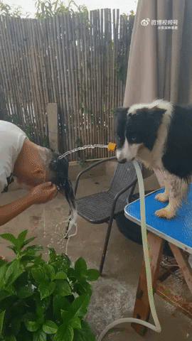 cuteanimalland giphyupload GIF