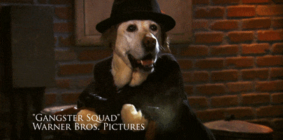 ryan gosling dogs GIF by Team Coco