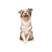 Happy Brown Dog Sticker by CHERRISK