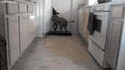 Hungry Dog GIF