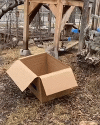 Cat Box GIF by Valley Zoo Development Society