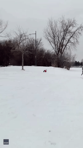 Rescue Dog in Wheelchair Tears Through Minneapolis Snow